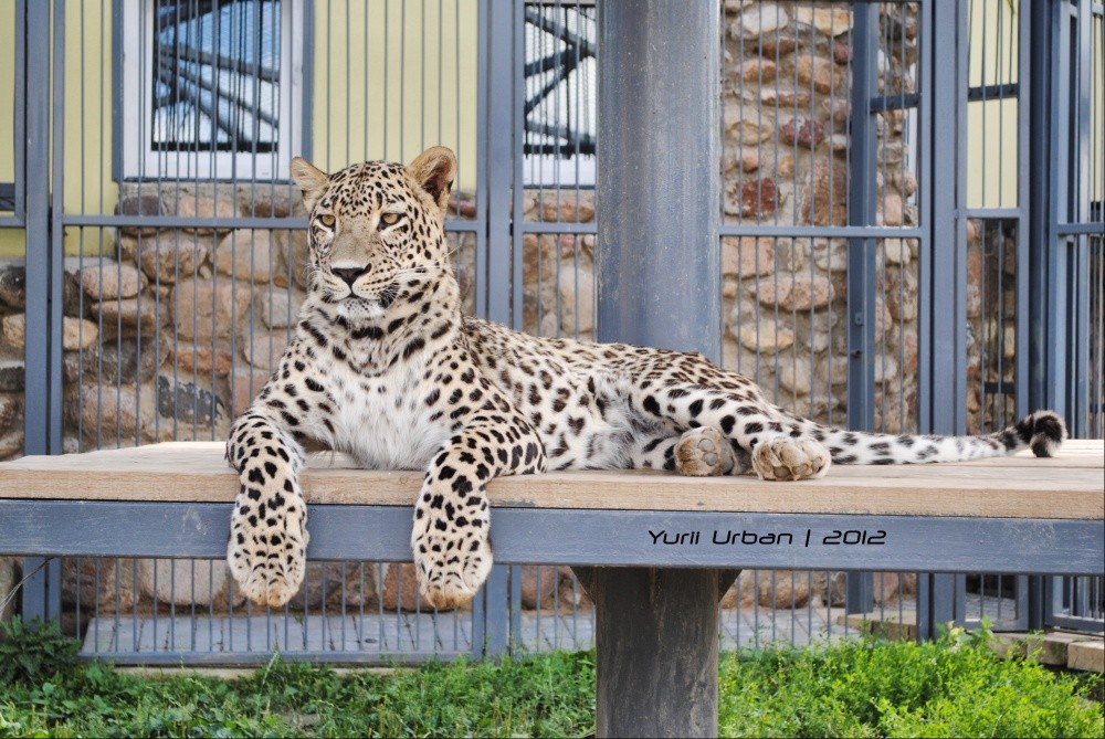 Der Persische Leopard