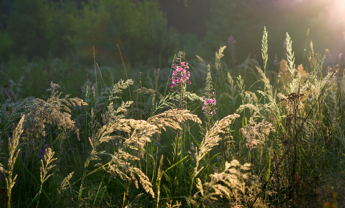 Blühende Weidenröschen
