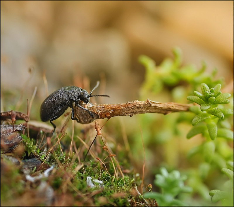 Über den Weihnachtsbaum Eines Tages traf er im Sommer ...