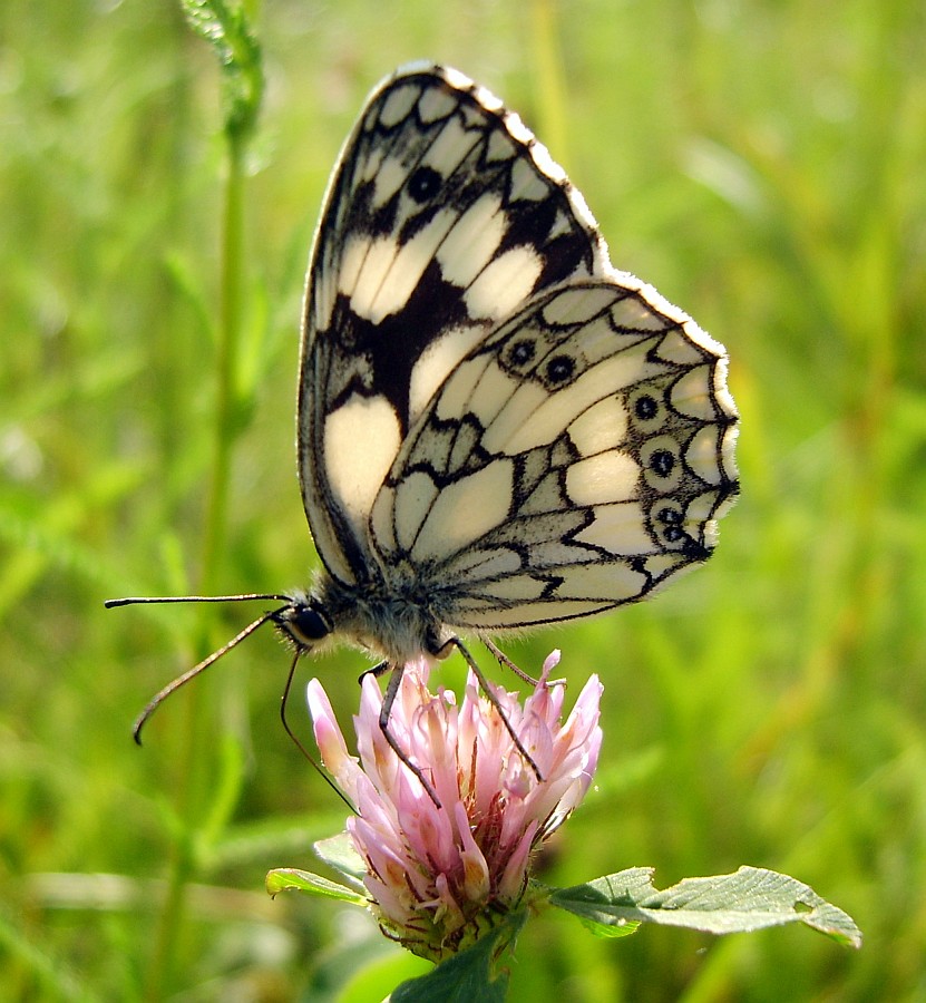 Süß schmeckt der Sommer