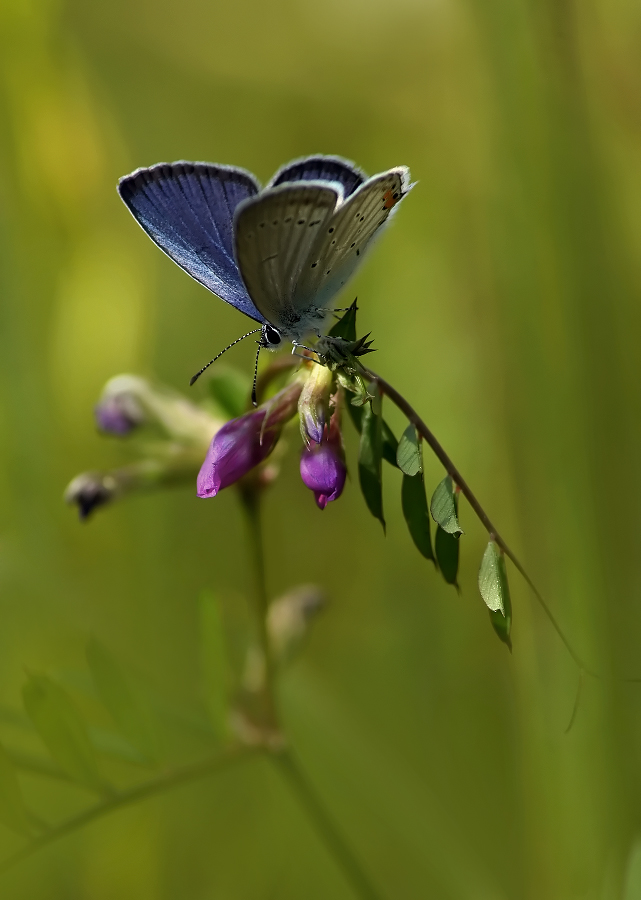 Short-tailed Blues