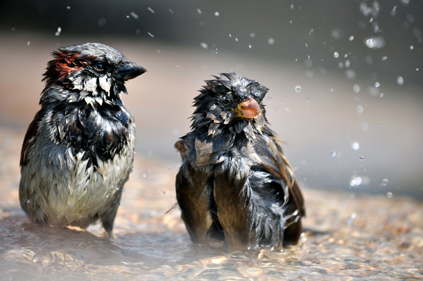 Familien-Dusche