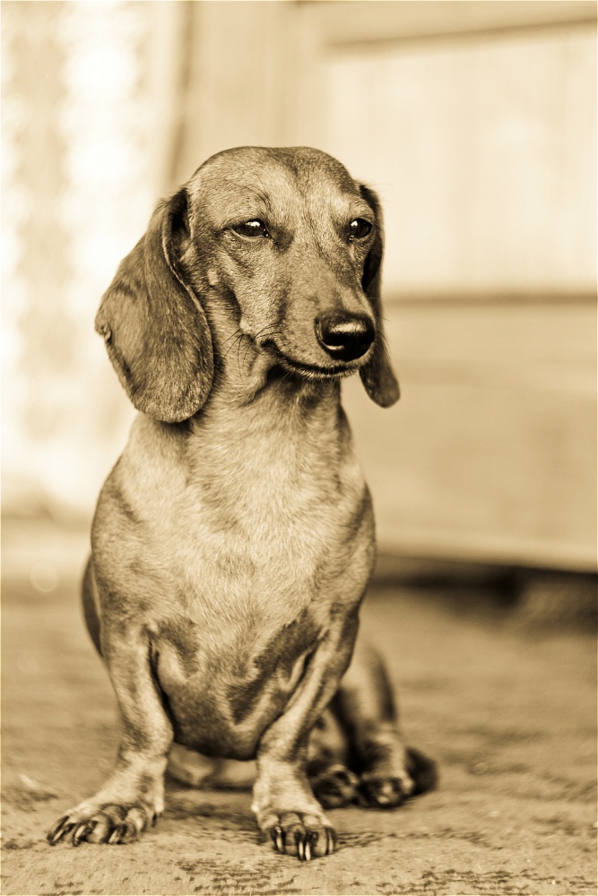 Bronze Dachshund