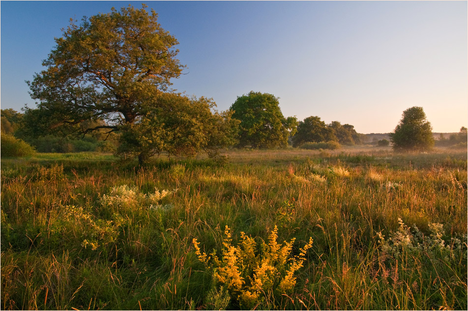 Unter den Kräutern nekoshenyh 2