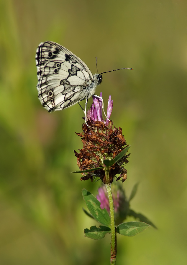 Pestroglazka Galatea