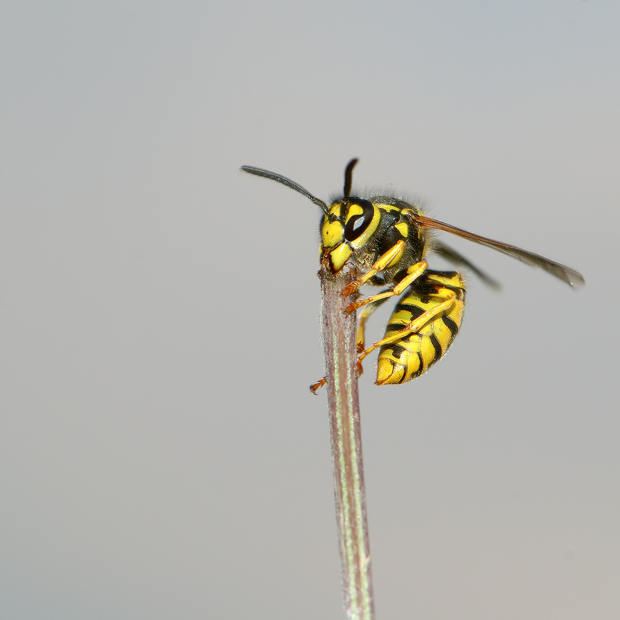 Halte mich, einen Strohhalm, halten