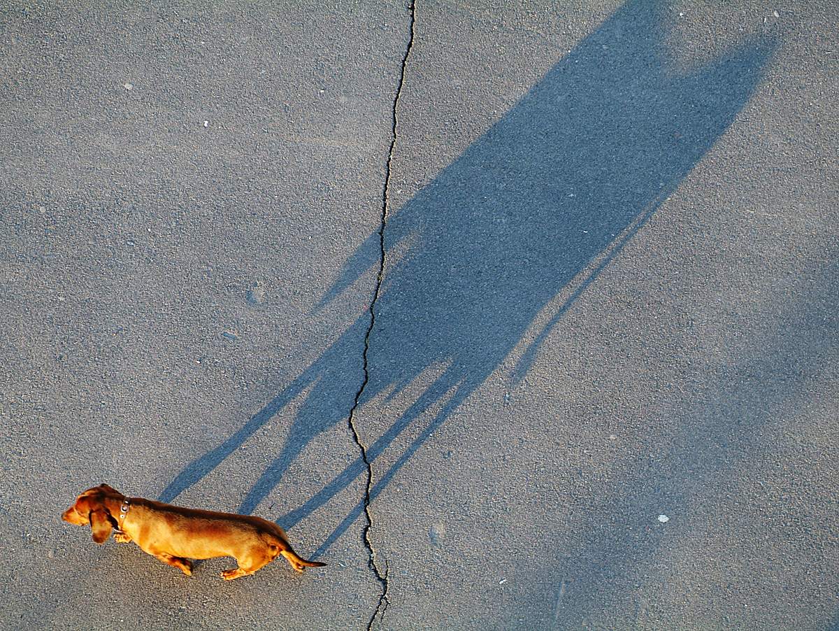 SlonoMoska oder Mutation unter dem Einfluss von Licht