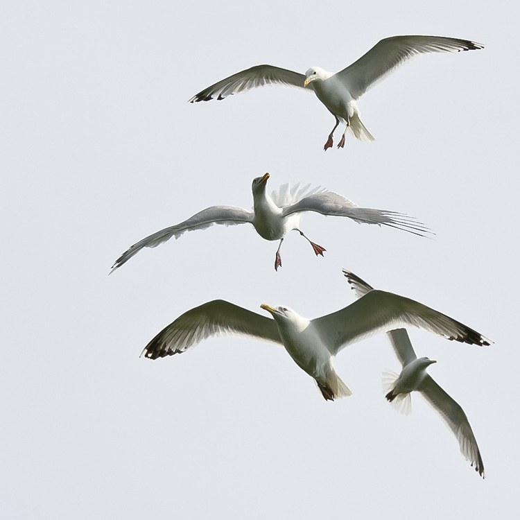 Aerodynamik von Flug-