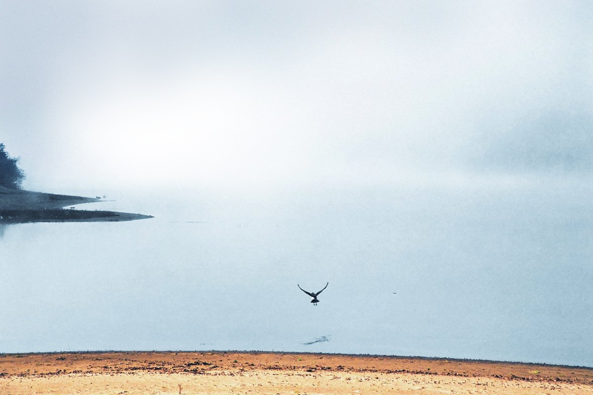 Nicht jeder Vogel wird fliegen ...