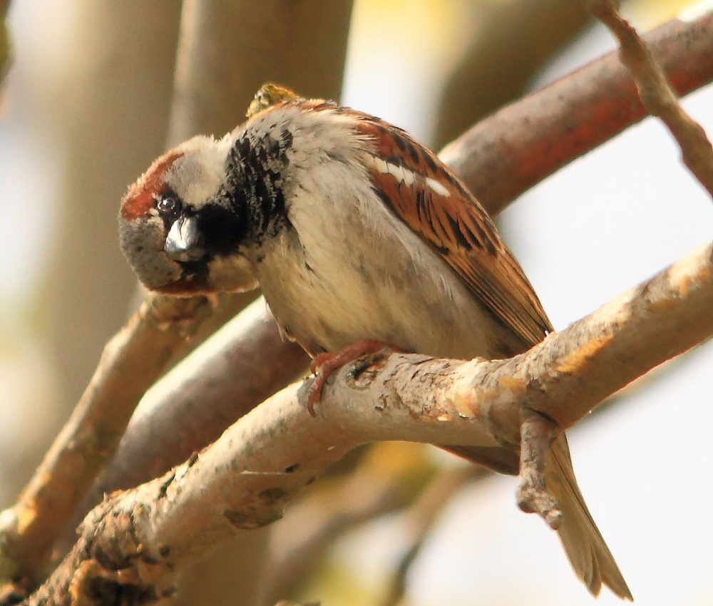 Haben Sie etwas gesagt?
