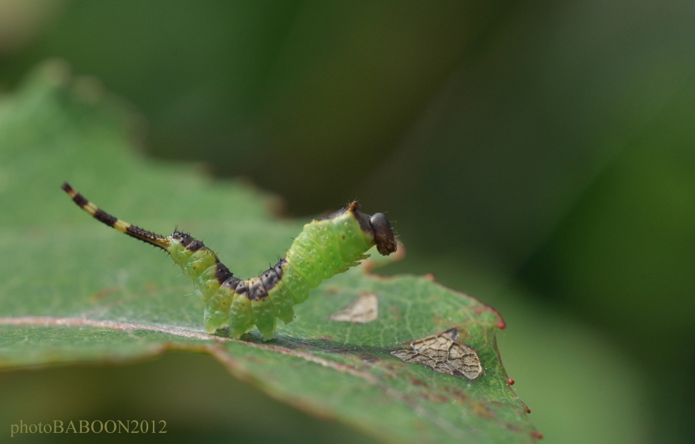 Да Горыныч я, Горыныч! Просто ещё не вырос...