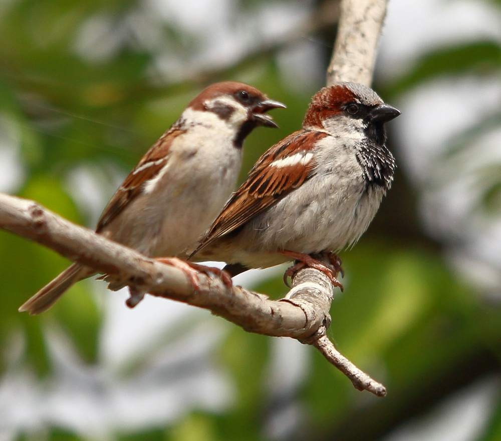 Wenn sie sagen, genug!