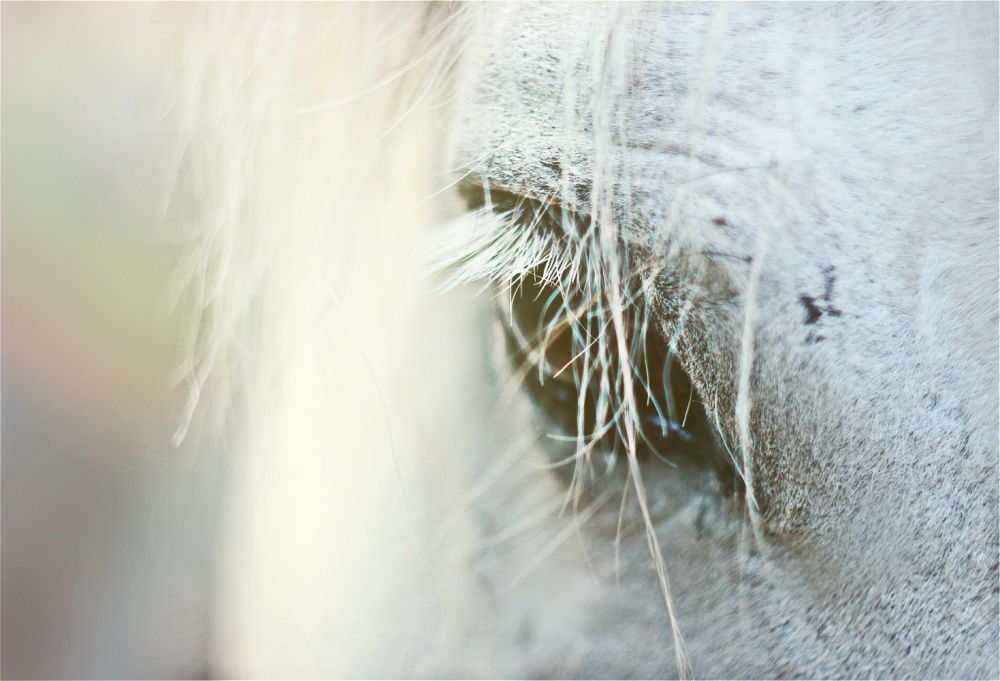 Über einem weißen Pferd ...