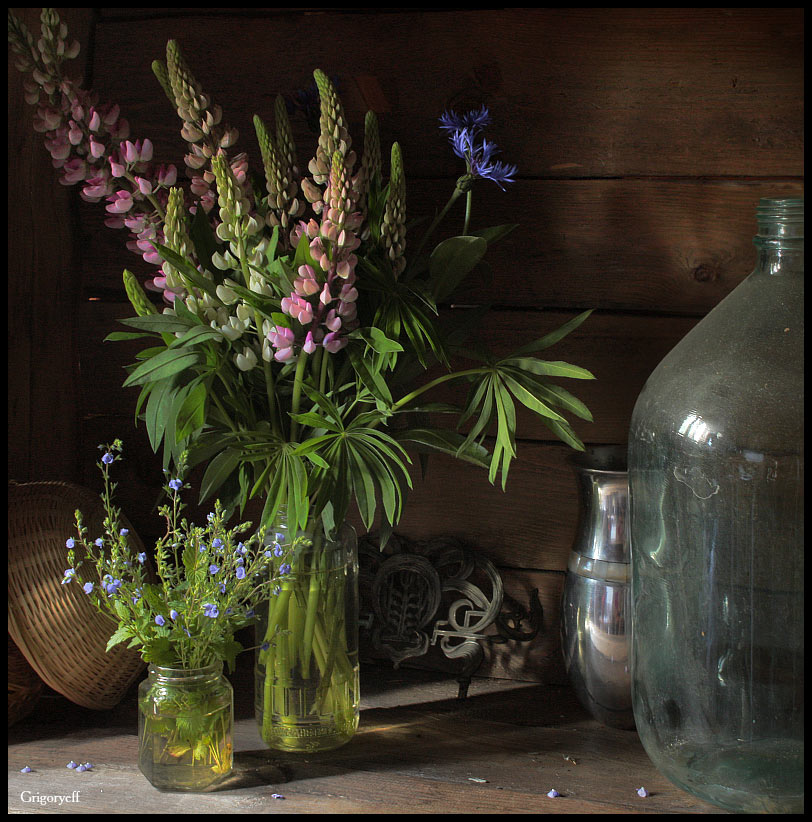Stilleben mit rosa Lupine