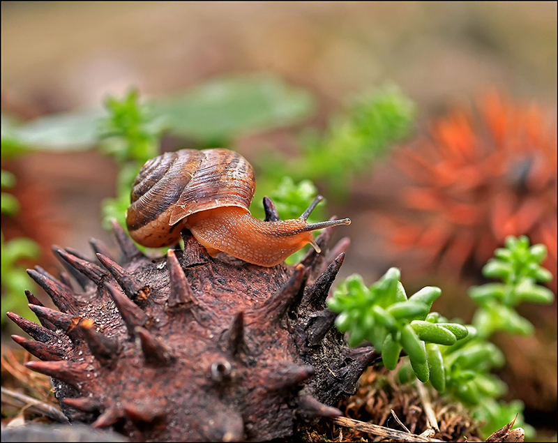 Victoria-Gewinner ...