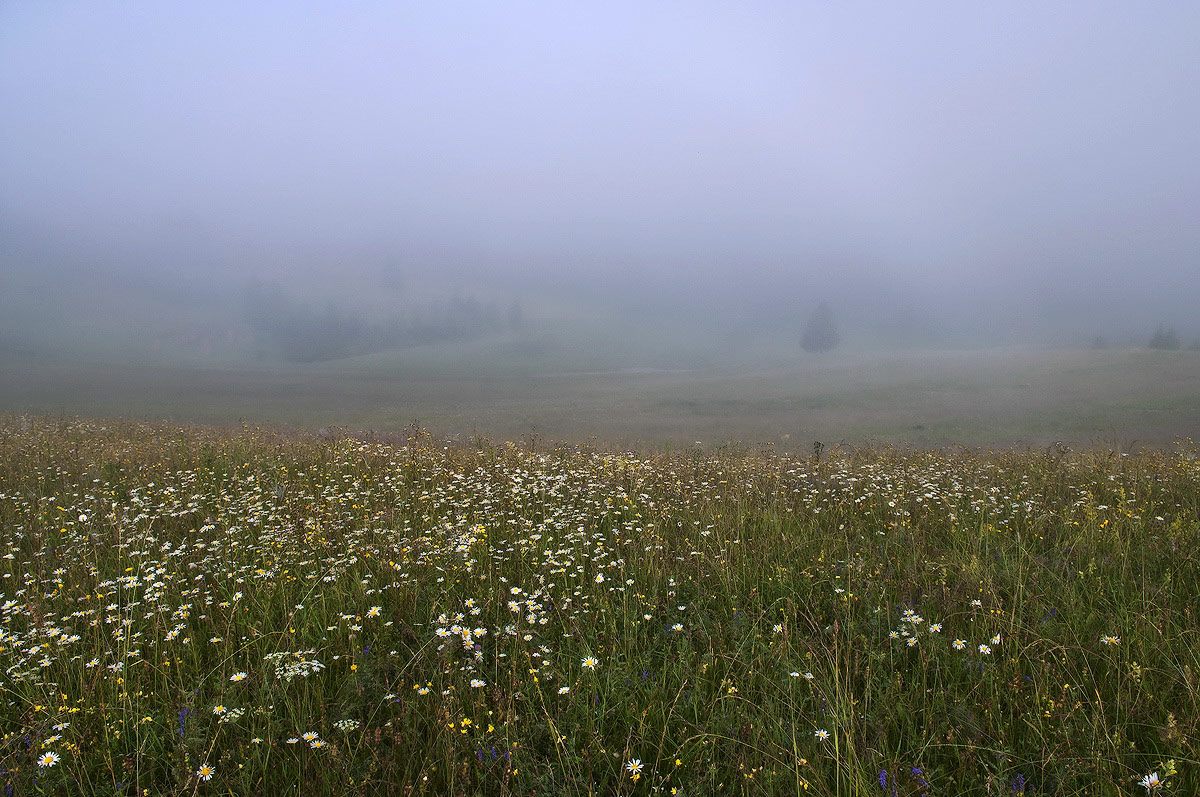 Kräuter Transkarpatien ...