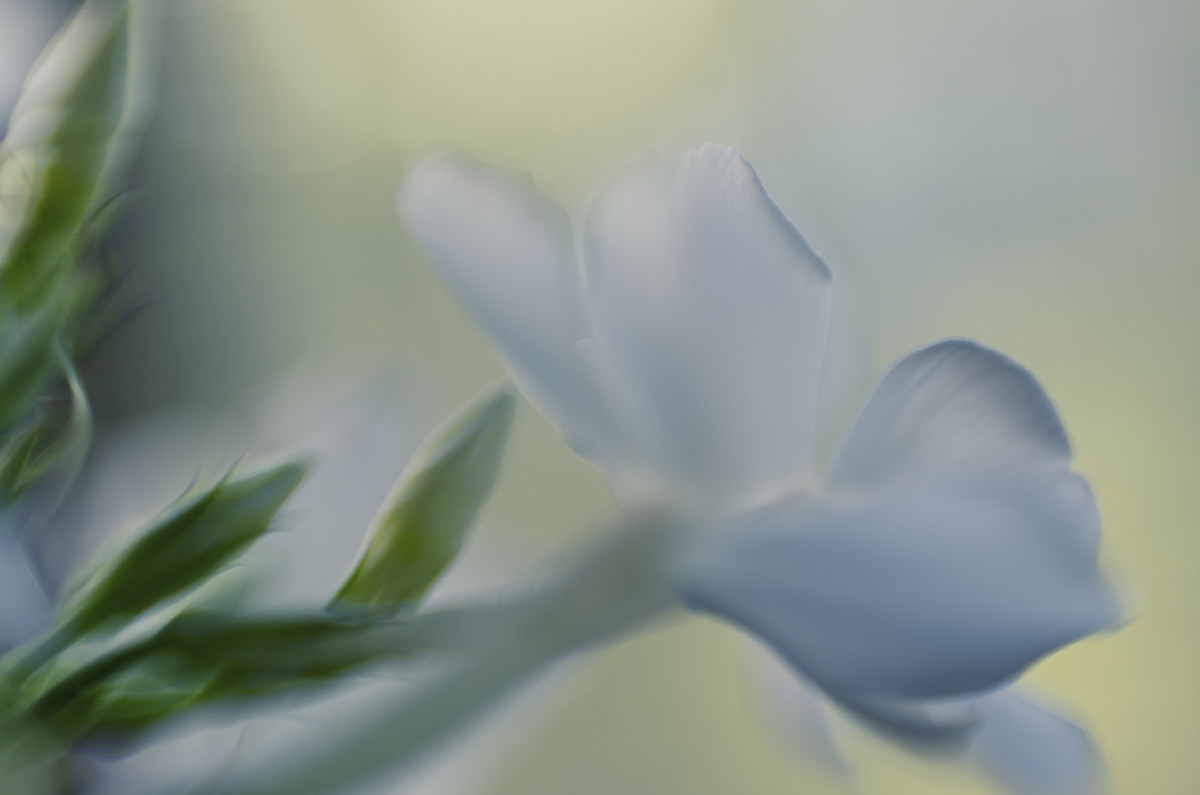 Ich ... nur ... Zärtlichkeit ...