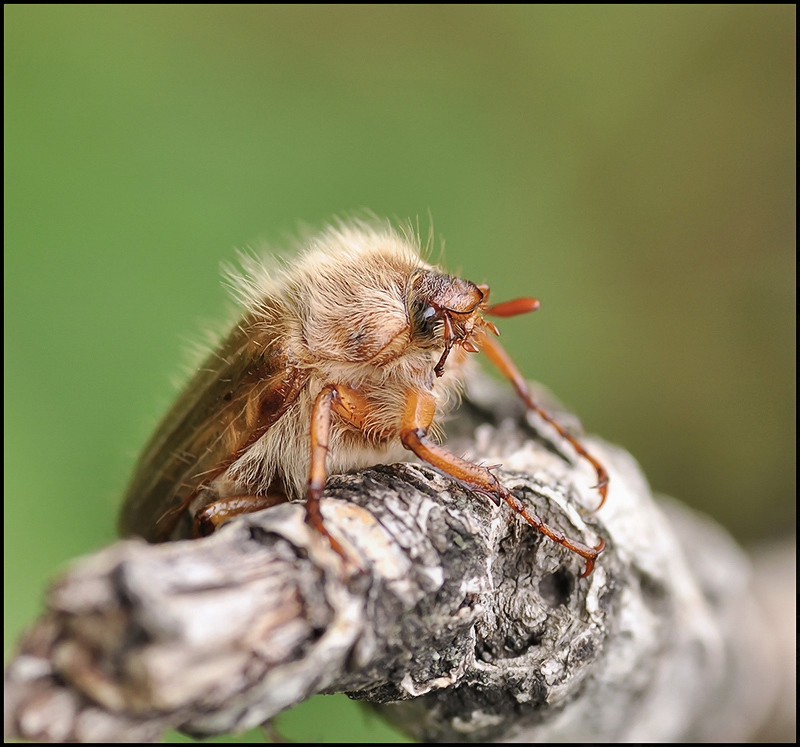 Er war hier zuerst ein ...