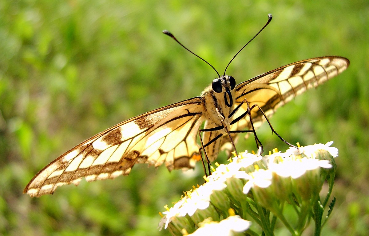 For take-off ist fertig!