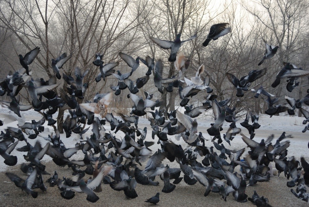 Flock