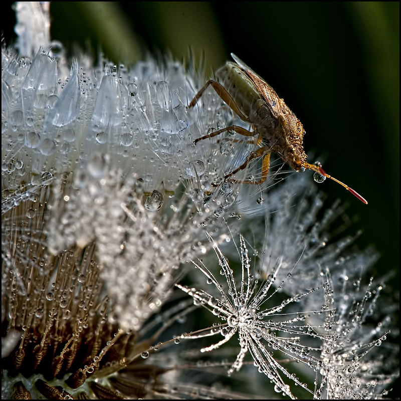 Ich gehe die Tau, die ich in ihre Beine pissen ...