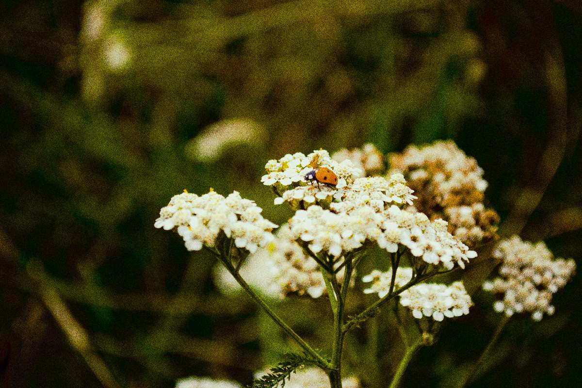 Ulyati bringen Brot in den Himmel