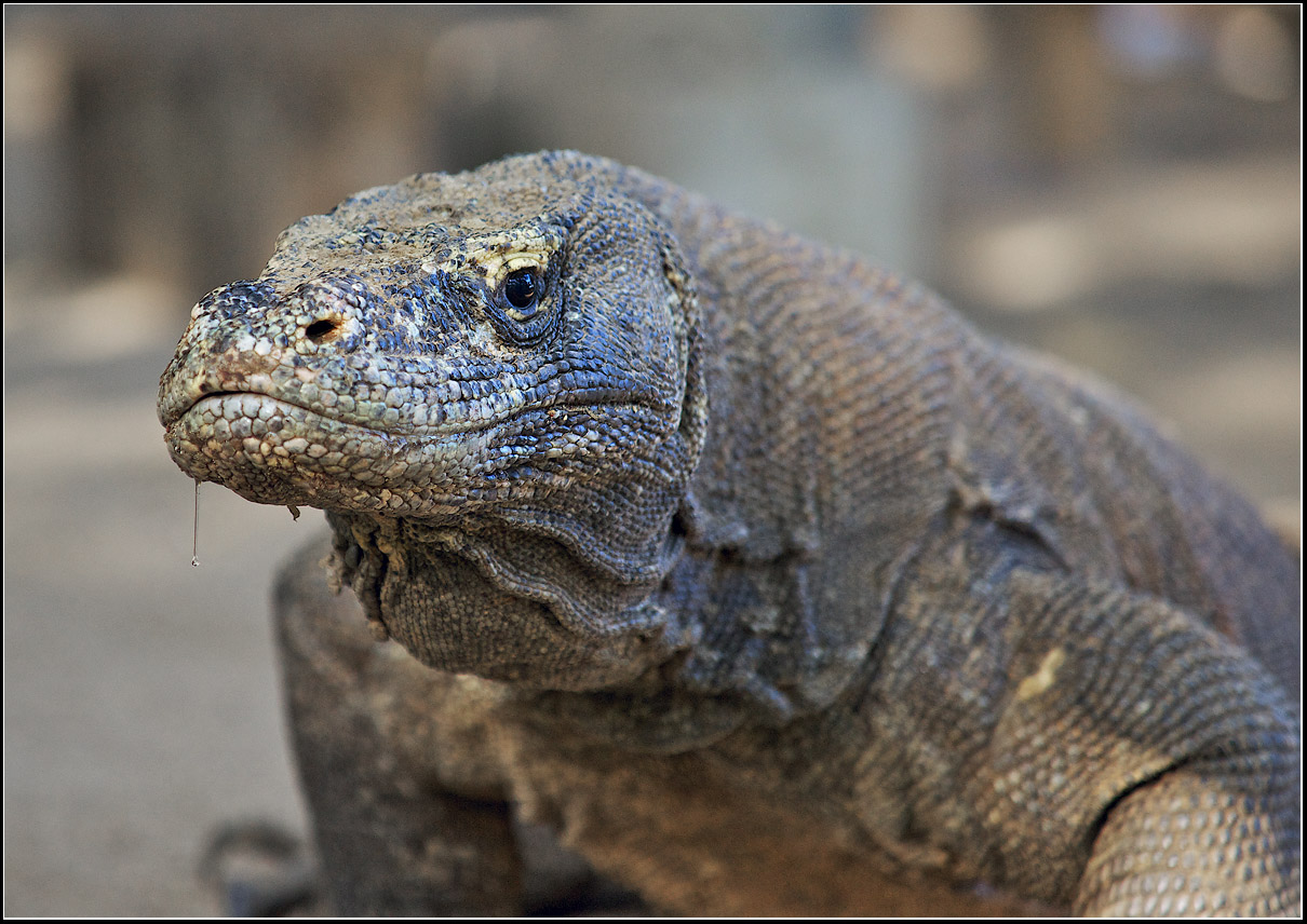 Du hörst mich gut, Banderlog? ... Näher ...