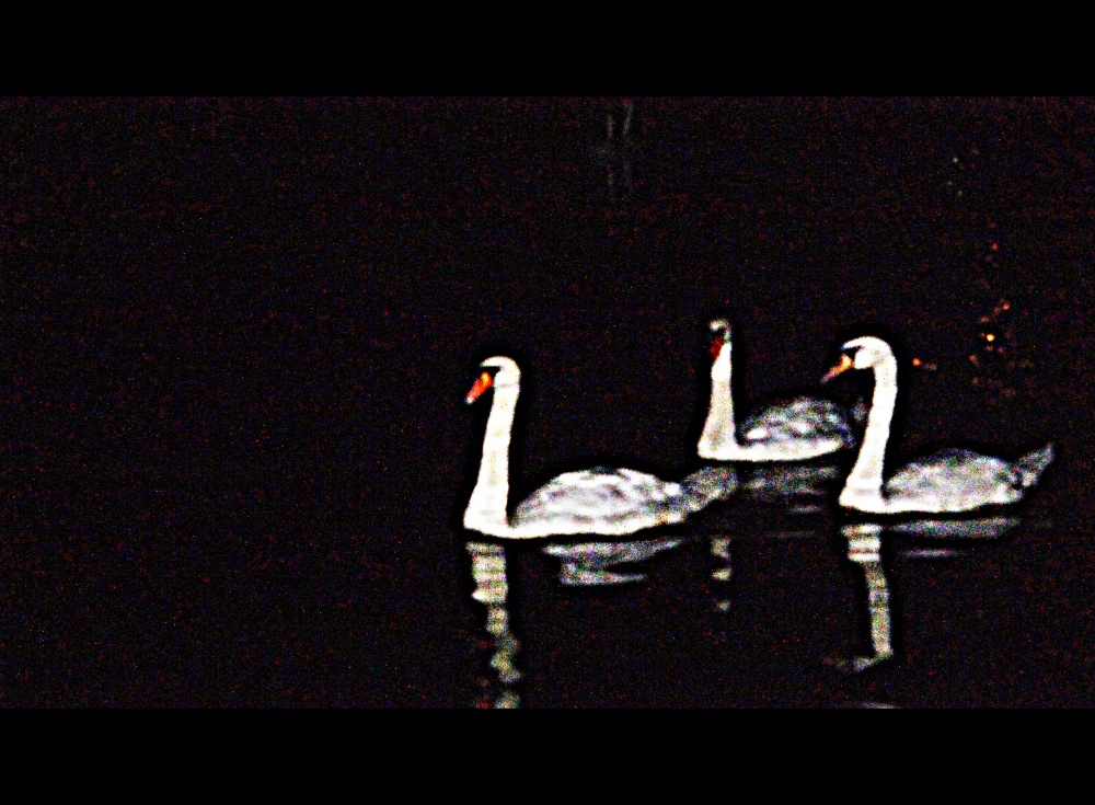 Swan in der Nacht