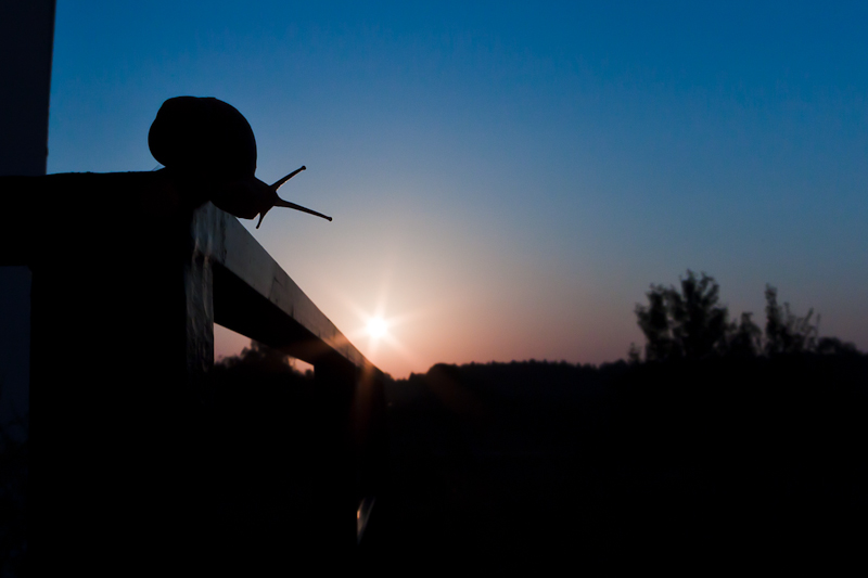 Morgen in einem Kiefernwald