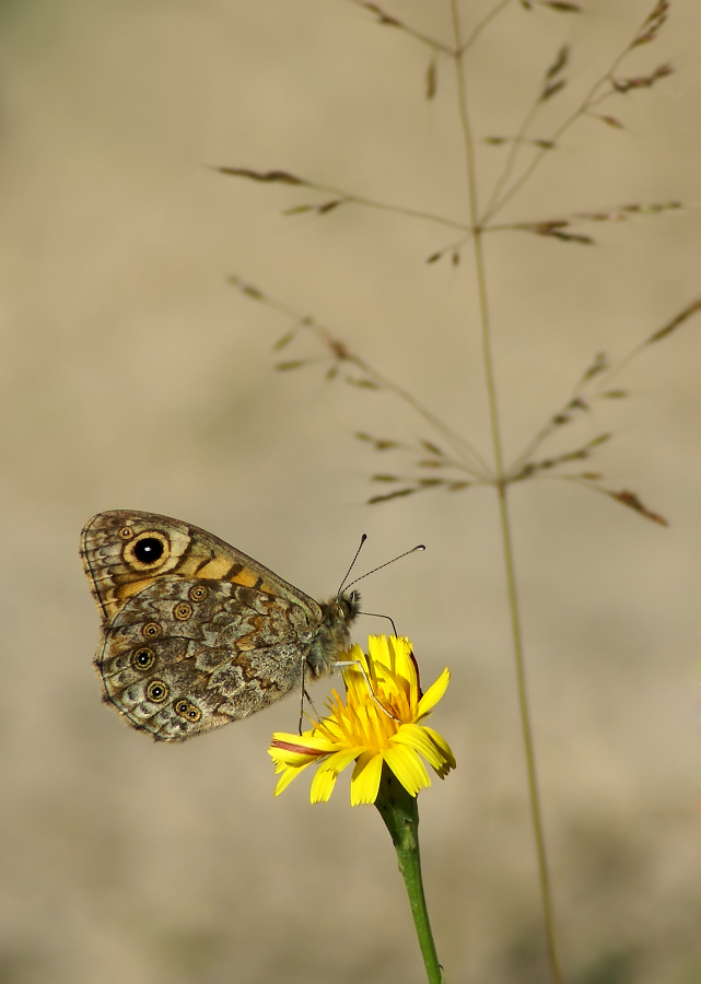 Buroglazka Spitzmaus