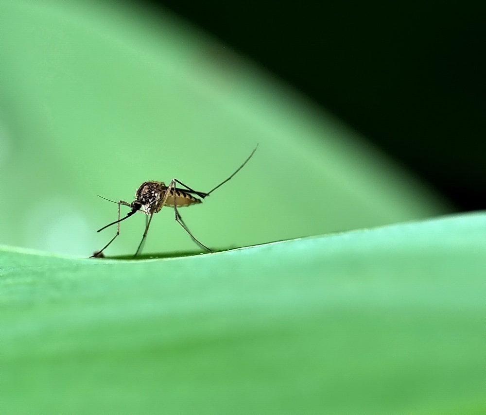 Das sind wir beißen