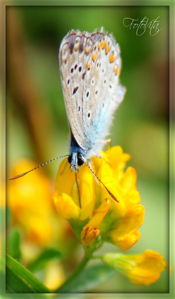 Der Atem des Sommers ......