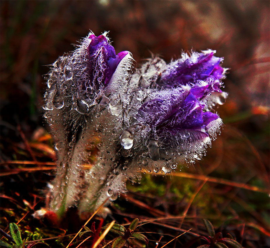 Diamond "prostrelnuyu"