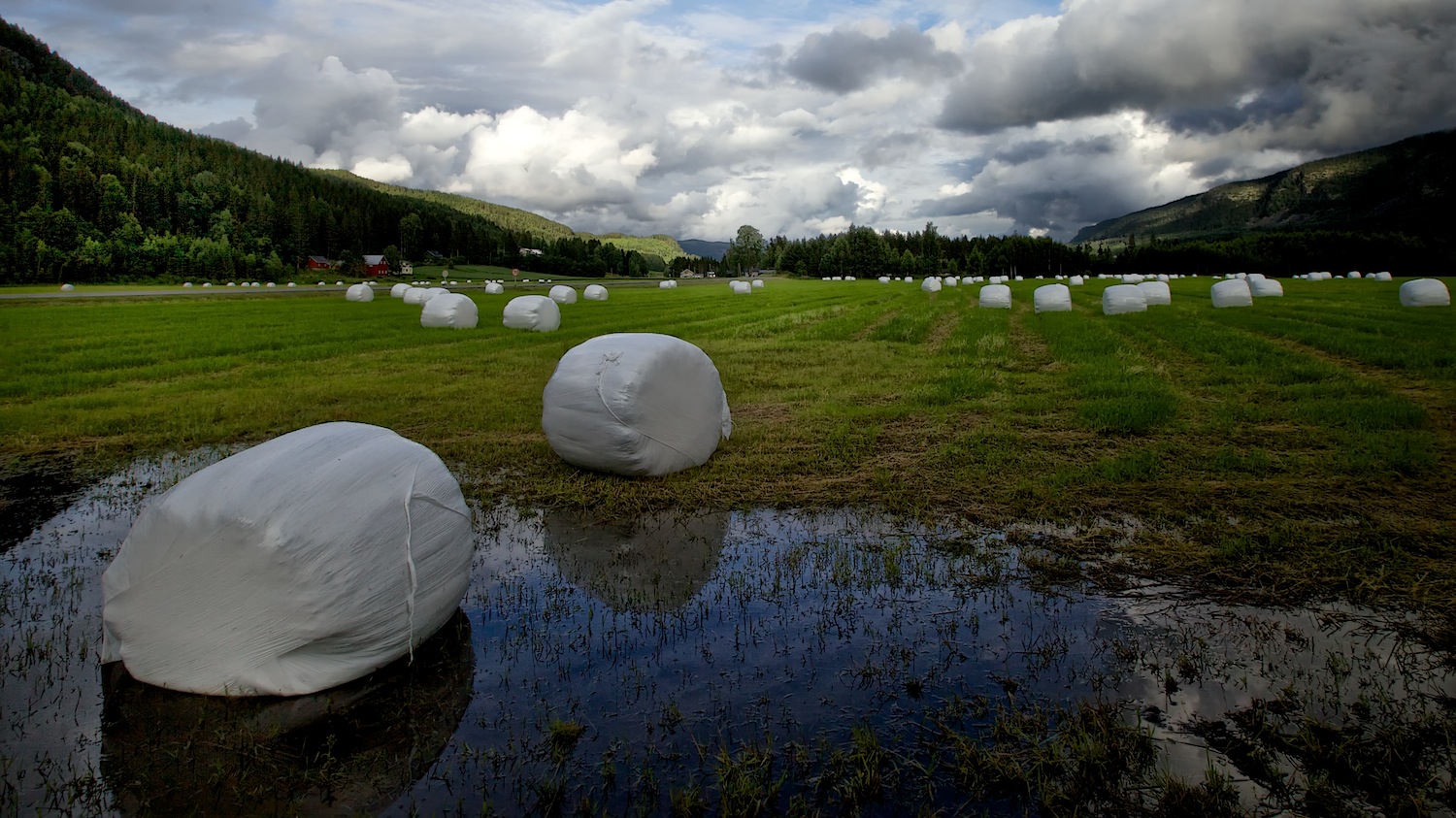 Das sind die Baiser-Kuchen, Norwegen, ins Gras geworfen.