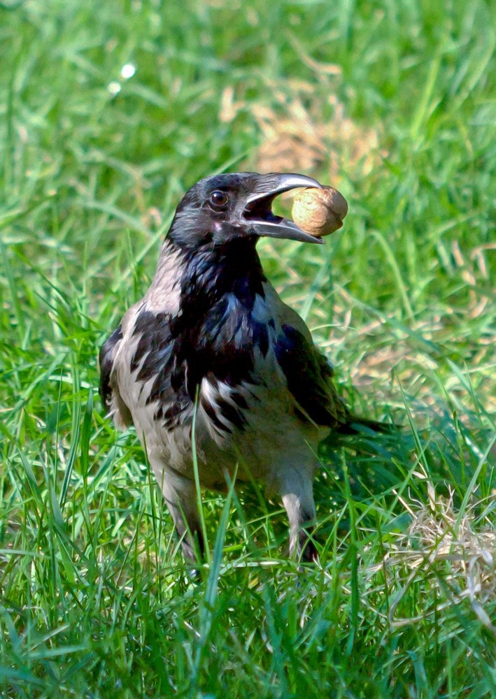 Gott schickte einen Raben ...