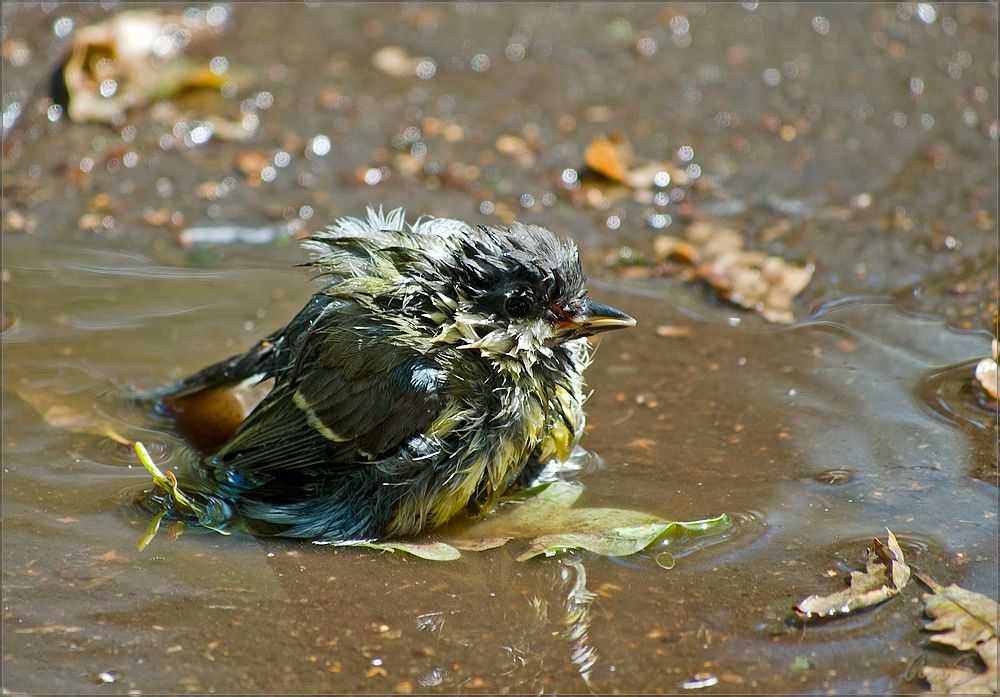 Wunder in den nassen Federn .... :)