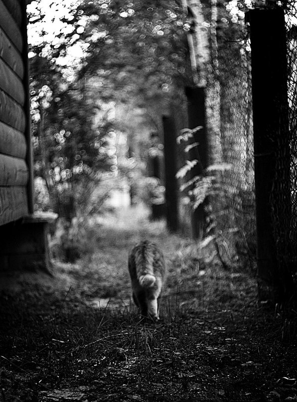 Und die Katzen sind in der Lage, mit Stolz gehen