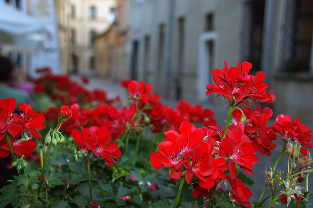 auf den Straßen von Krakau