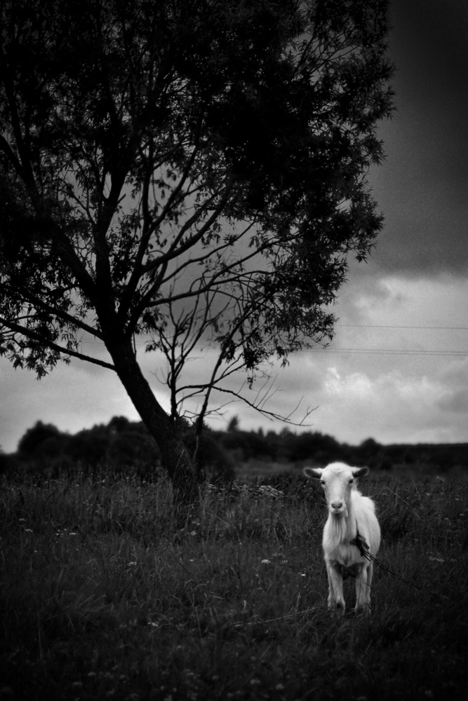 "Скоро гроза...надо бежать домой"