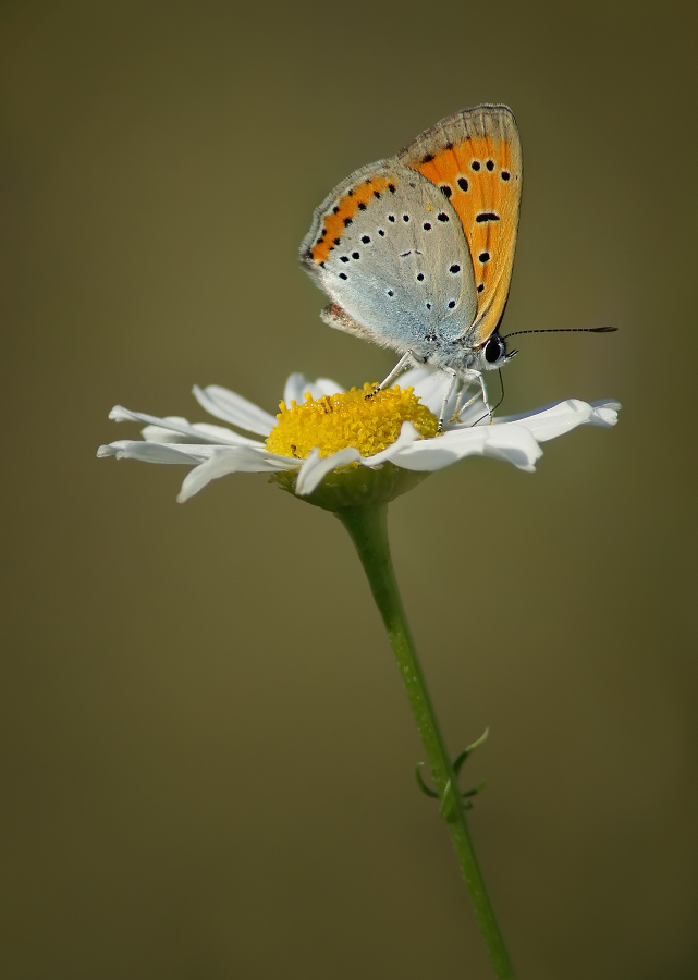 Tscherwonez ungepaarten