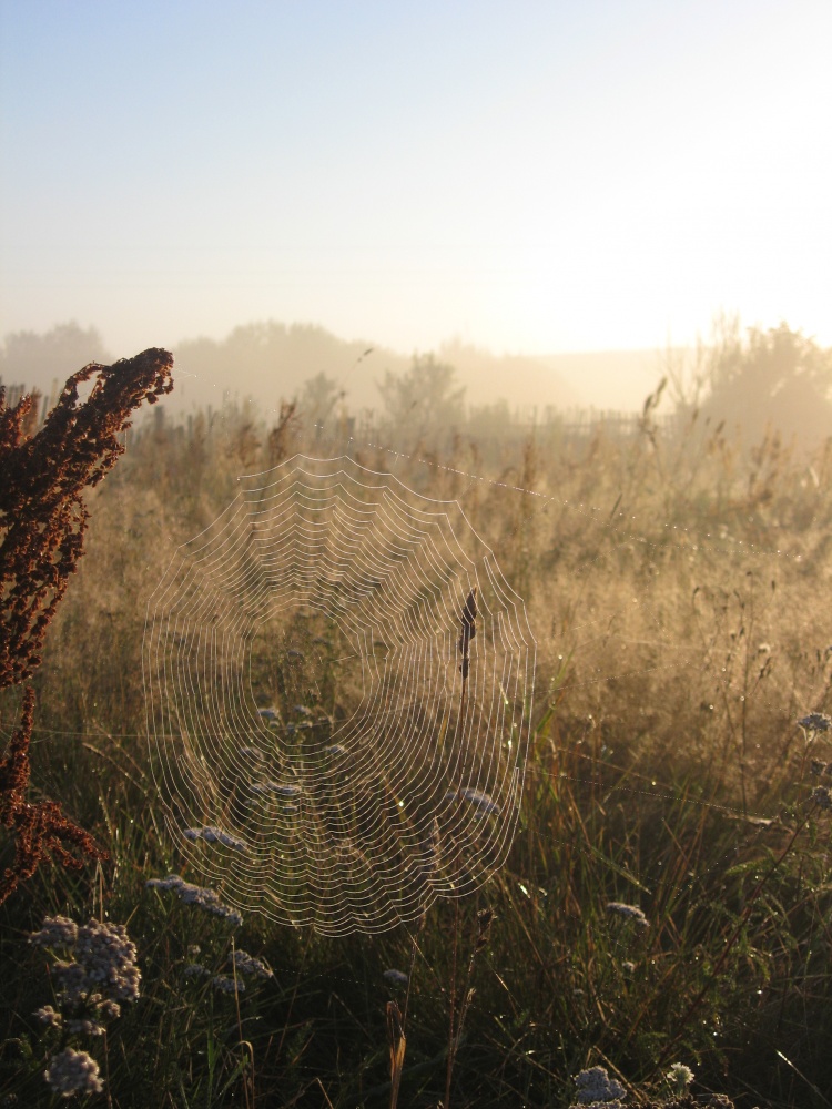 Spinnweben