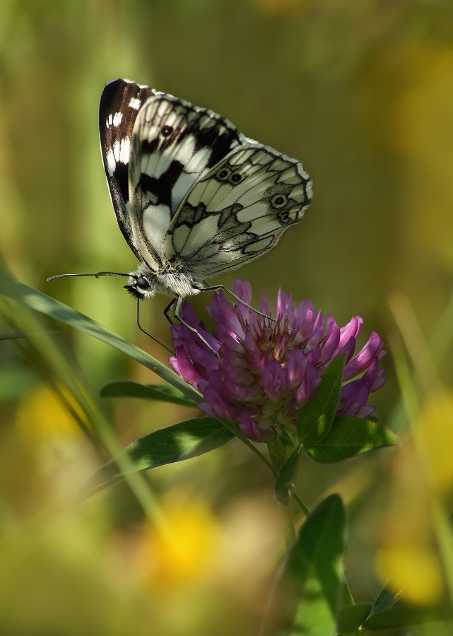 Pestroglazka Galatea