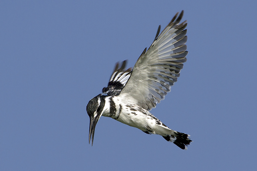 Angeln aus einer Höhe