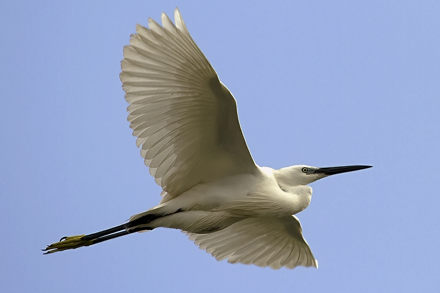 Der Flug des weißen Reihers