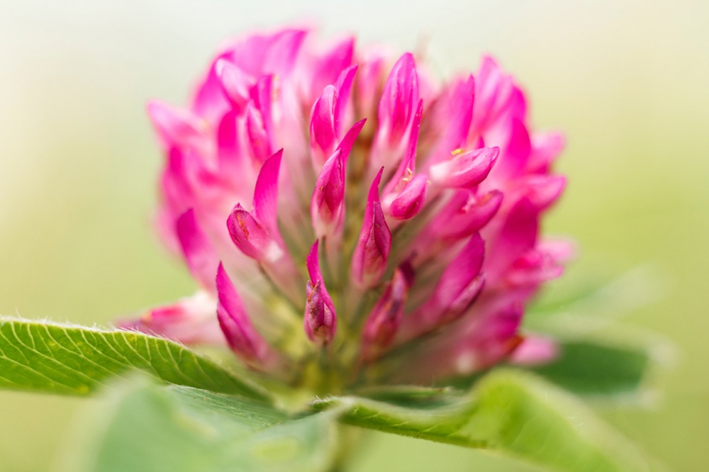 Clover Nahaufnahme ...