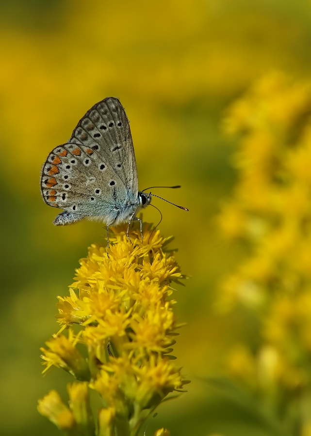 Kupfer-Schmetterling