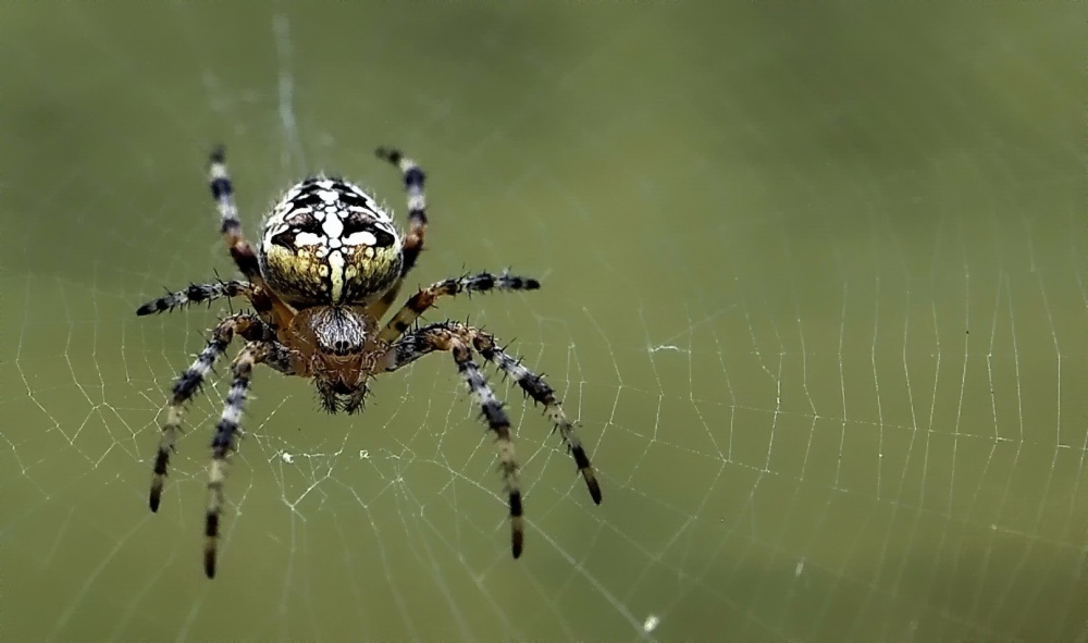 Lives pauchek auf meinem krilechke