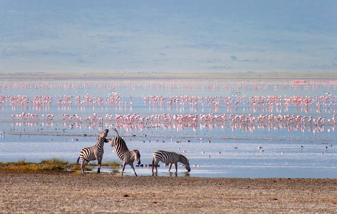 Zebras und Flamingos in der Ngorongoro Crater