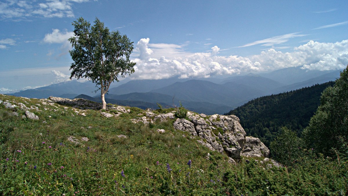 Birke auf dem Lago-Naki Hochebene (die kaukasische Reserve)