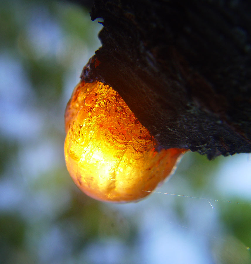 die Geburt von Amber